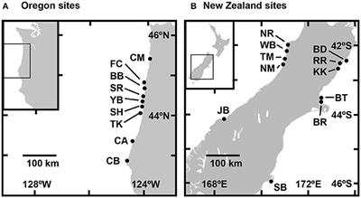 Stoichiometric Mismatch between Consumers and Resources Mediates the Growth of Rocky Intertidal Suspension Feeders